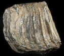 Partial Southern Mammoth Molar - Hungary #45553-1